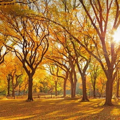 فلکس شبیر avatar