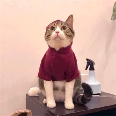 سعود شکیل avatar