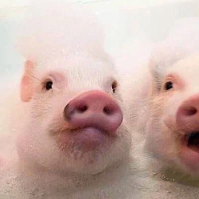 فواد چودھری avatar